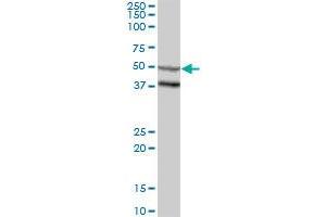 ZSCAN4 MaxPab polyclonal antibody. (ZSCAN4 antibody  (AA 1-433))