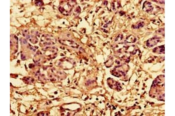 RPL28 antibody  (AA 2-137)