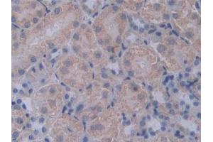 DAB staining on IHC-P; Samples: Mouse Kidney Tissue (PCSK1 antibody  (AA 244-530))