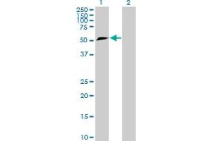 TFG antibody  (AA 1-400)