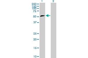 Western Blot analysis of TFG expression in transfected 293T cell line by TFG MaxPab polyclonal antibody.
