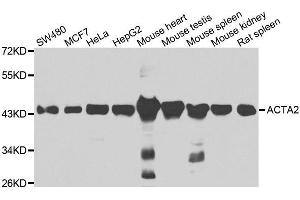 Western blot analysis of extracts of various cell lines, using ACTA2 antibody. (Smooth Muscle Actin antibody)