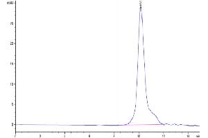 The purity of Mouse ICOS/CD278(C137S, C138S) is greater than 95 % as determined by SEC-HPLC. (ICOS Protein (AA 21-144, C137S, C138S) (His tag))