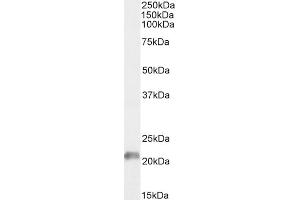 (ABIN184829) (1 μg/mL) staining of Human Cerebellum lysate (35 μg protein in RIPA buffer) . (ARL6IP5 antibody  (C-Term))