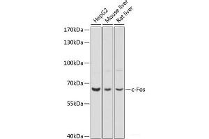 Western blot analysis of extracts of various cell lines using c-Fos Polyclonal Antibody at dilution of 1:1000. (c-FOS antibody)