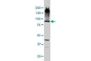 EML1 monoclonal antibody (M01A), clone 5G3 Western Blot analysis of EML1 expression in HepG2 . (EML1 antibody  (AA 1-99))