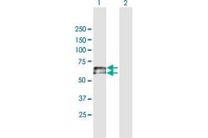 Western Blot analysis of IGHD expression in transfected 293T cell line by IGHD MaxPab polyclonal antibody. (IgD antibody  (AA 1-576))