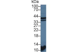 Western blot analysis of Rat Kidney lysate, using Rat STAP1 Antibody (1 µg/ml) and HRP-conjugated Goat Anti-Rabbit antibody (