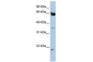 Western Blot showing HOMEZ antibody used at a concentration of 1-2 ug/ml to detect its target protein. (HOMEZ antibody  (N-Term))