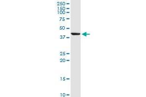 INHBE MaxPab rabbit polyclonal antibody. (INHBE antibody  (AA 1-350))