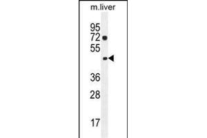 NIL1 Antibody (C-term) (ABIN655299 and ABIN2844886) western blot analysis in mouse liver tissue lysates (35 μg/lane). (NIPAL1 antibody  (C-Term))
