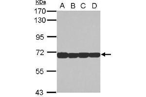 WB Image Sample (30 ug of whole cell lysate) A: Jurkat B: Raji C: K562 D: THP-1 7. (STIP1 antibody)