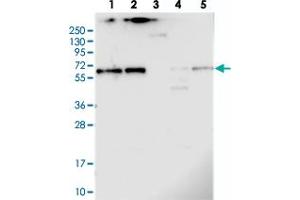 CCDC125 antibody