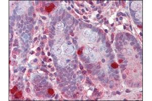 Human Small Intestine (formalin-fixed, paraffin-embedded) stained with RGS1followed by biotinylated anti-goat IgG secondary antibody, alkaline phosphatase-streptavidin and chromogen. (RGS1 antibody  (C-Term))