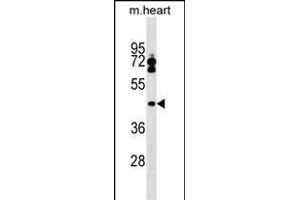 LPXN Antibody (Center) (ABIN1538131 and ABIN2849342) western blot analysis in mouse heart tissue lysates (35 μg/lane). (Leupaxin antibody  (AA 229-257))