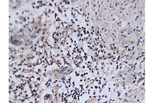 NAIF1 antibody  (AA 3-85)