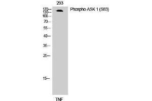 Western Blotting (WB) image for anti-Mitogen-Activated Protein Kinase Kinase Kinase 5 (MAP3K5) (pSer83) antibody (ABIN3172860) (ASK1 antibody  (pSer83))