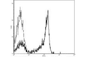 Image no. 1 for anti-CD27 Molecule (CD27) antibody (FITC) (ABIN476506) (CD27 antibody  (FITC))