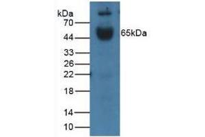 Figure. (IL1R1 antibody  (AA 20-338))