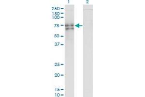 Western Blot analysis of RUNX2 expression in transfected 293T cell line by RUNX2 monoclonal antibody (M01), clone 1D8. (RUNX2 antibody  (AA 251-350))