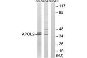Western blot analysis of extracts from HuvEc/COLO cells, using APOL2 Antibody. (Apolipoprotein L 2 antibody  (AA 191-240))