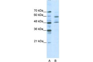Western Blotting (WB) image for anti-Transcription Factor CP2-Like 1 (TFCP2L1) antibody (ABIN2460513) (TFCP2L1 antibody)