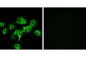 Peptide - +Immunofluorescence analysis of MCF-7 cells, using CDON antibody. (CDON antibody)