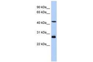 Image no. 1 for anti-Synaptotagmin IX (SYT9) (AA 179-228) antibody (ABIN6743740) (SYT9 antibody  (AA 179-228))