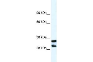 WB Suggested Anti-ANXA13 Antibody Titration:  1. (Annexin A13 antibody  (N-Term))