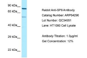 Western Blotting (WB) image for anti-Sp9 Transcription Factor (SP9) (C-Term) antibody (ABIN2789794) (SP9 antibody  (C-Term))