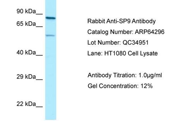 SP9 antibody  (C-Term)