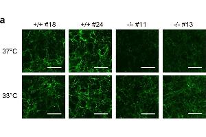 Immunofluorescence (Cultured Cells) (IF (cc)) image for anti-COL1A2/COL1A1 antibody (ABIN5596819)