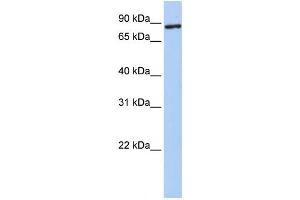 Western Blotting (WB) image for anti-Transmembrane Protein 63A (TMEM63A) antibody (ABIN2458531) (TMEM63A antibody)