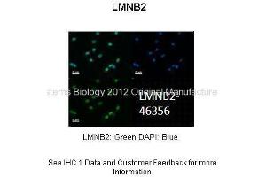 Researcher: Dr. (Lamin B2 antibody  (N-Term))