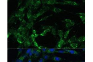 Immunofluorescence analysis of NIH-3T3 cells using BCAT2 Polyclonal Antibody at dilution of 1:100. (BCAT2 antibody)