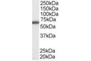 Image no. 1 for anti-DEAD (Asp-Glu-Ala-Asp) Box Polypeptide 5 (DDX5) (C-Term) antibody (ABIN374414) (DDX5 antibody  (C-Term))