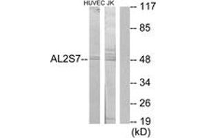 Western blot analysis of extracts from Jurkat/HuvEc cells, using AL2S7 Antibody.