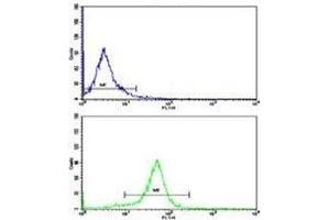 Flow cytometric analysis of HeLa cells using IkB alpha antibody (bottom histogram) compared to a negative control (top histogram). (NFKBIA antibody  (AA 12-41))