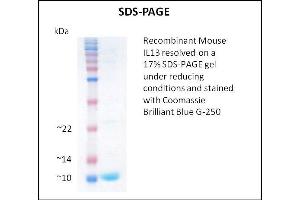 SDS-PAGE (SDS) image for Interleukin 13 (IL13) (Active) protein (ABIN5509408) (IL-13 Protein)