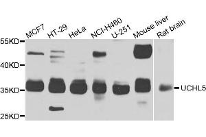 Western blot analysis of extracts of various cell lines, using UCHL5 antibody (ABIN5975761) at 1/1000 dilution. (UCHL5 antibody)