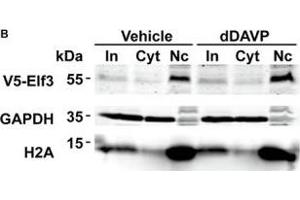 Vasopressin did not induce Elf3 nuclear translocation in the mpkCCD cells. (ELF3 antibody  (AA 1-280))