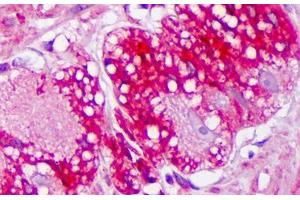 Anti-TRPV3 antibody IHC staining of human colon, ganglion. (TRPV3 antibody  (AA 458-474))
