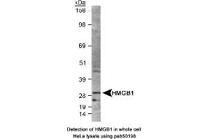 Image no. 2 for anti-High Mobility Group Box 1 (HMGB1) (AA 100-200) antibody (ABIN363507) (HMGB1 antibody  (AA 100-200))