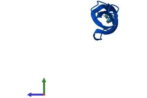 Protein Structure (PS) image for Mitochondrial Ribosomal Protein L33 (MRPL33) (AA 1-65) protein (Fc Tag) (ABIN7560561)