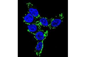 Confocal immunofluorescent analysis of CYP2C19 Antibody (N-term) (ABIN652231 and ABIN2840959) with 293 cell followed by Alexa Fluor 488-conjugated goat anti-rabbit lgG (green).
