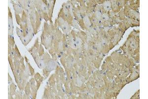 Immunohistochemistry of paraffin-embedded mouse heart using GAPDH antibody. (GAPDH antibody  (AA 1-335))