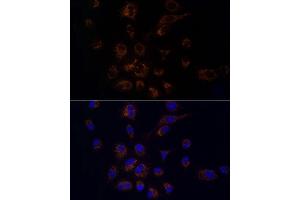 Immunofluorescence analysis of A-549 using FDX1/ADX Rabbit mAb (ABIN7267167) at dilution of 1:100 (40x lens). (Ferredoxin1 (FDX1) antibody)