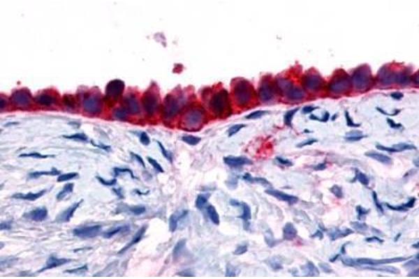 G Protein-Coupled Receptor 133 antibody  (Cytoplasmic Domain)
