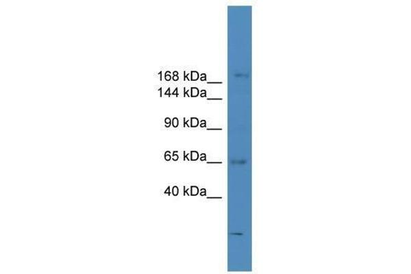 SCAPER antibody  (N-Term)