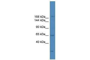 SCAPER antibody used at 0. (SCAPER antibody  (N-Term))